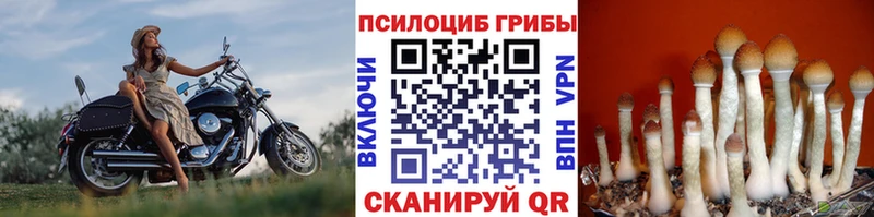 наркота  Княгинино  Галлюциногенные грибы Psilocybine cubensis 
